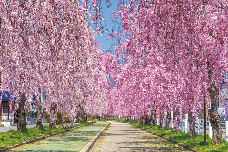 日中線しだれ桜並木（福島県喜多方市）。旧日中線跡の全長約3キロにわたり約1000本のシダレザクラが連なる日本最大級のしだれ桜並木。今年の見頃は4月中旬～下旬が予想される