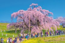 三春町のシンボルである三春滝桜（ベニシダレザクラ）。今年の見頃は4月上旬～中旬が予想される（写真／AFLO）