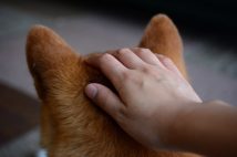 電柱に繋がれた柴犬をなでようとしたら咬まれた！　飼い主に治療費を請求できるのか