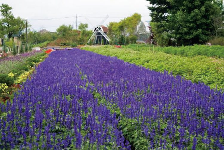 春はチューリップ、夏はひまわりやブルーサルビア、秋はコスモスなど、季節の花が咲き、大温室では多様なハーブが楽しめる