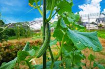 日本の「食の安全」への懸念から注目集まる家庭菜園　子供たちのために小麦の栽培を始めた母親の思い