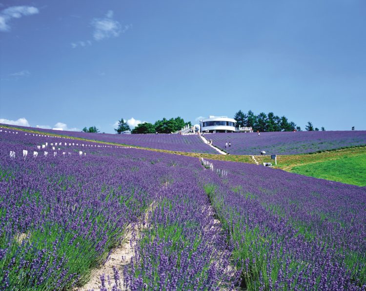 「カップルがこぞって訪れる紫の花畑」日の出公園ラベンダー園（北海道／写真＝AFLO）