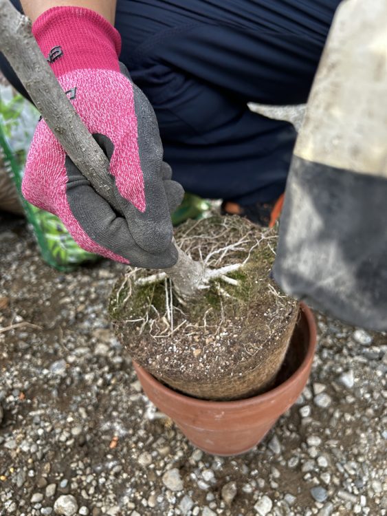 古い鉢から植物を取り出す。