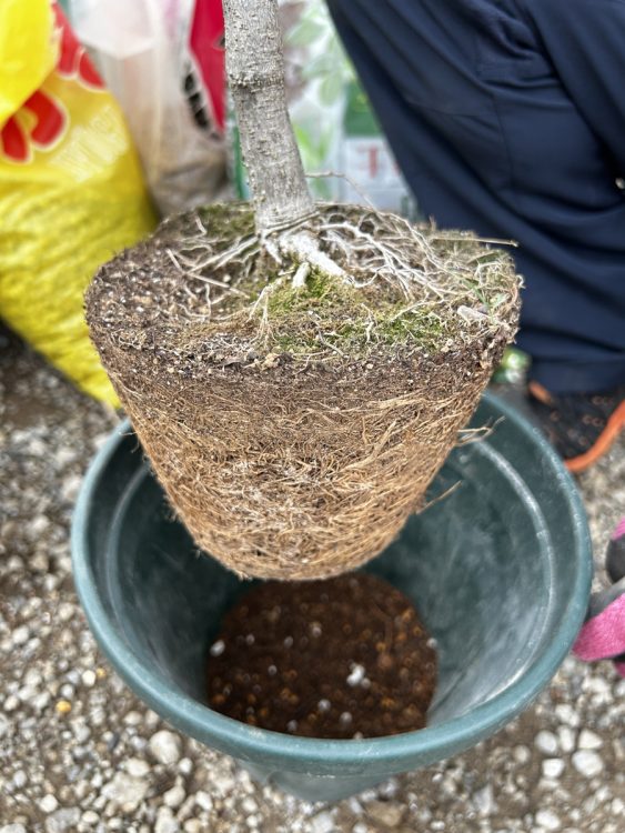 鉢から取り出した植物