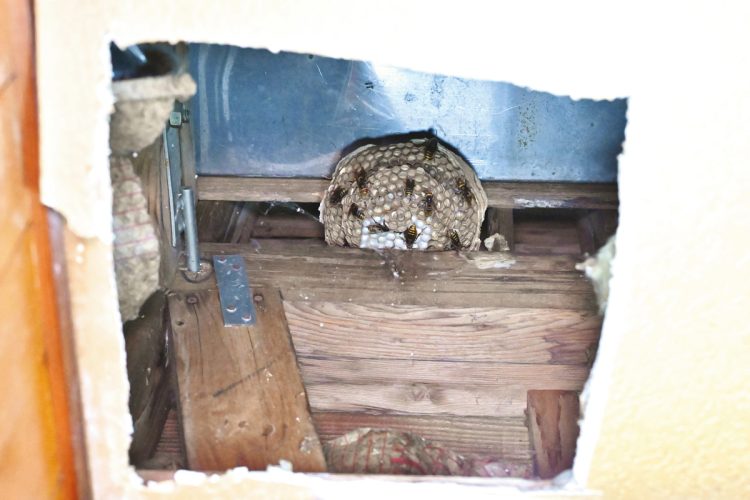 居間の天井に穴を開けて、天井裏にモンスズメバチが巣を作っているのを発見 （撮影／太田真三）