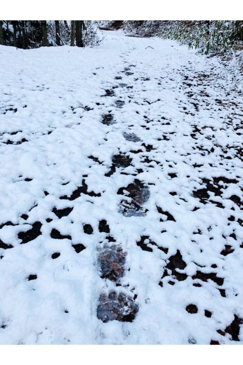 闇雲に探し回るのではなく、足跡や習性から獲物の行動を読み解いてゆく（写真は、雪の上にはっきりと刻まれたヒグマの足跡）