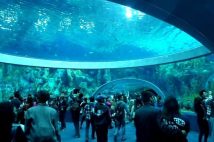 水族館用大型アクリルパネルで世界シェア7割、香川県の企業「日プラ」が世界で認められるまで