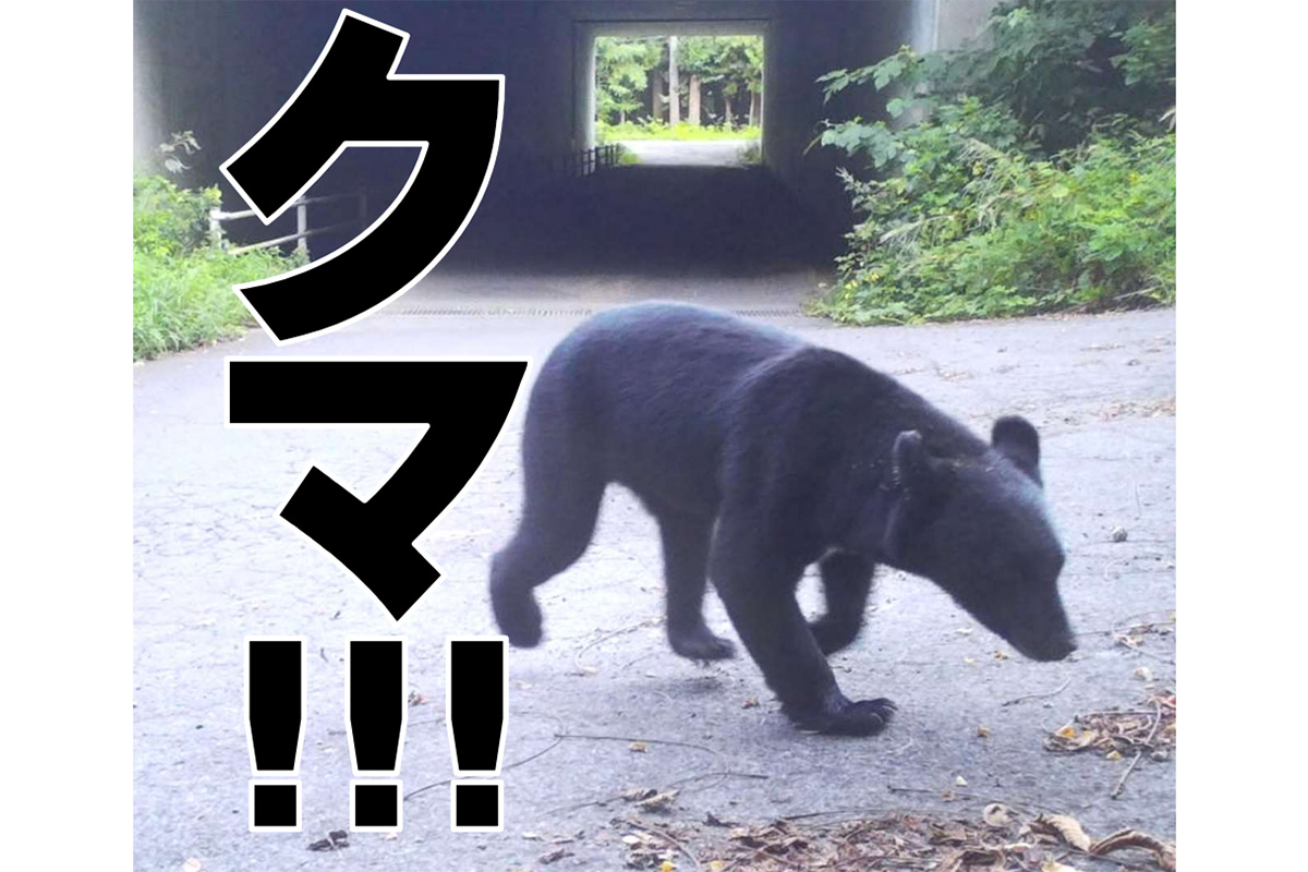 クマにお歌を教えてあげたよ」秋田県で人身被害が拡大…背景にあった獣と共存してきた山間集落の消滅｜NEWSポストセブン