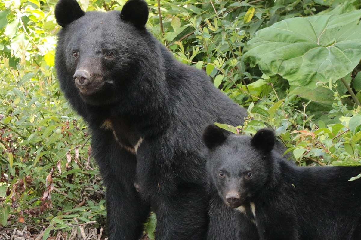 秋田県でクマ3頭駆除》「爪でバッサリ、鼻をとられた」クマによる人身