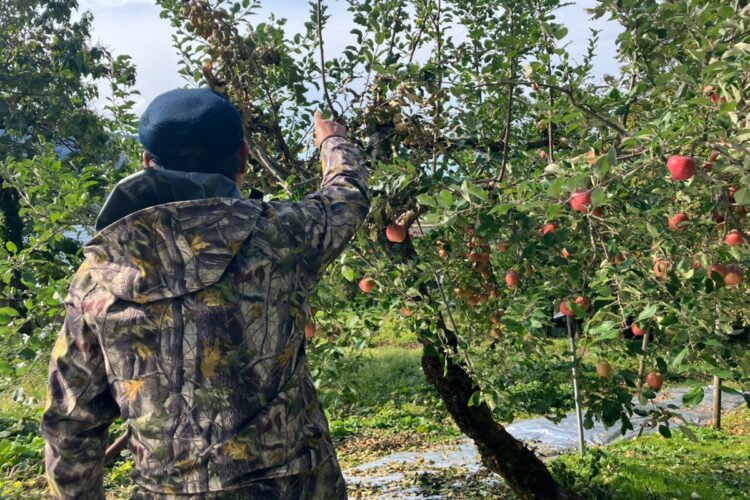 湯沢市内のリンゴ農園でもクマによる被害が……