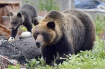 “クマ処分抗議電話”はクマより怖い？（写真／共同通信社）