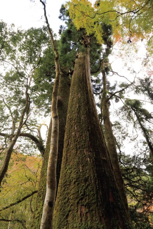 貴船神社の本宮から奥宮に歩き、徒歩5分ほど先にある相生の杉。樹齢1000年とされ、かえでと杉の木が仲良く連合している様子から「夫婦杉」とも呼ばれ、縁結びを願う参拝者も多い