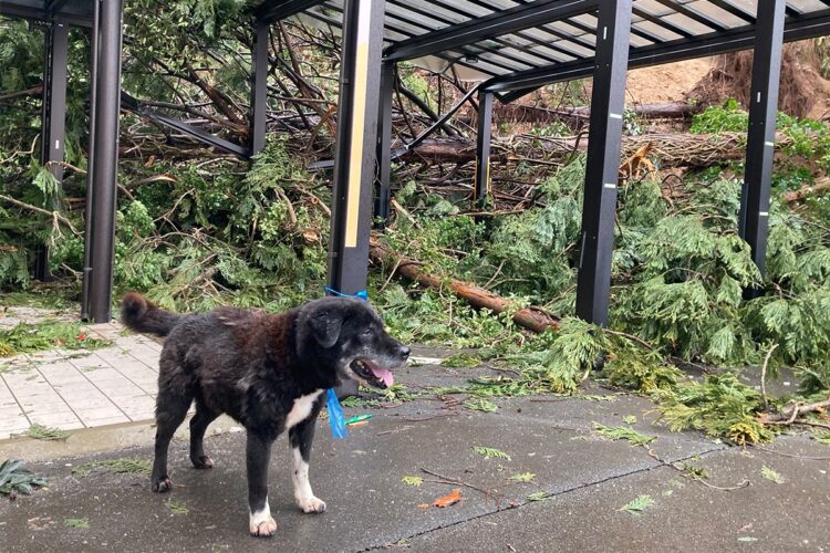 穴水町の避難所には屋外で迷い犬がビニールテープで繋がれていた（1月7日撮影）