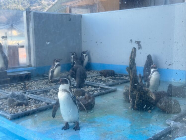 フンボルトペンギン。カメラを向けられても動じない