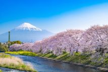 温暖化で変わる桜の開花日　今世紀末には関東から西日本で「一斉開花」、九州では「満開にならない・開花しない」地域が出現か