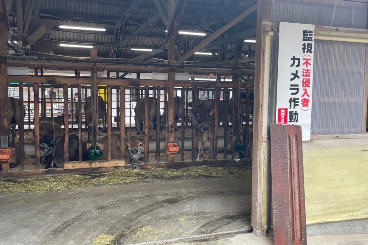 富士見市の酪農施設「COW RESORT IDEBOK」