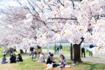 「誘われても行きません！」花見が苦手な人たちの本音と事情　「人混みやマナーの悪さに気が滅入る」「とにかく寒い」「花粉症でそれどころじゃない」