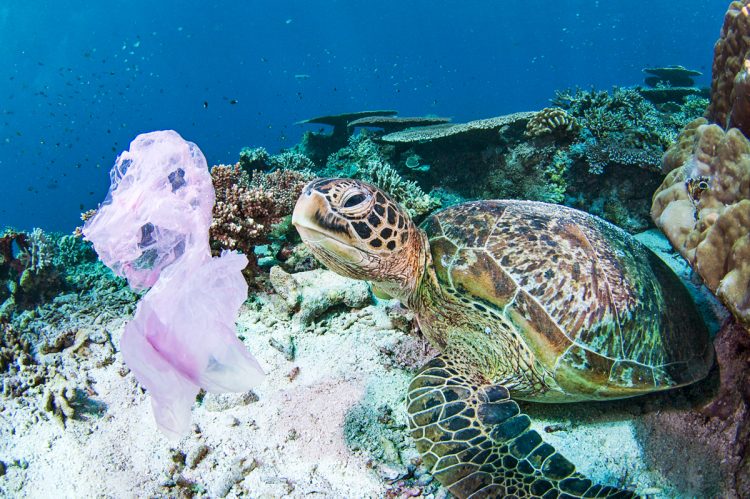 クラゲと間違えてプラスチックのごみを食べようとするウミガメ（写真／アフロ）