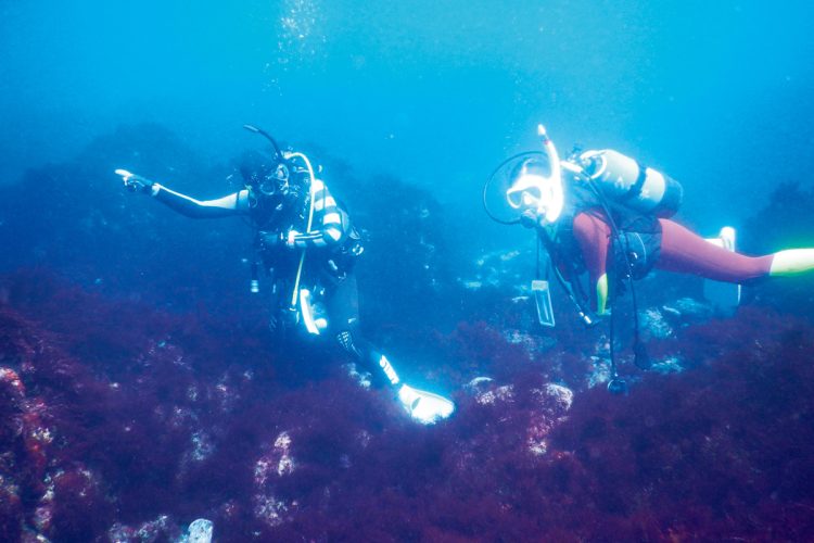 水着とタオル以外、手ぶらでOKのダイビング体験プランも人気。美しい海中の世界に圧倒される