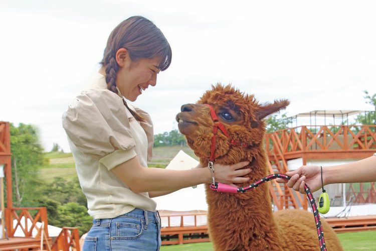 毎朝、アルパカが宿泊者に挨拶してくれる！