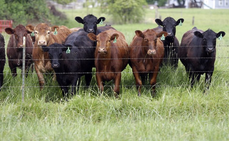 国産牛のえさが国産であることはまれだ（写真／AP/Aflo）