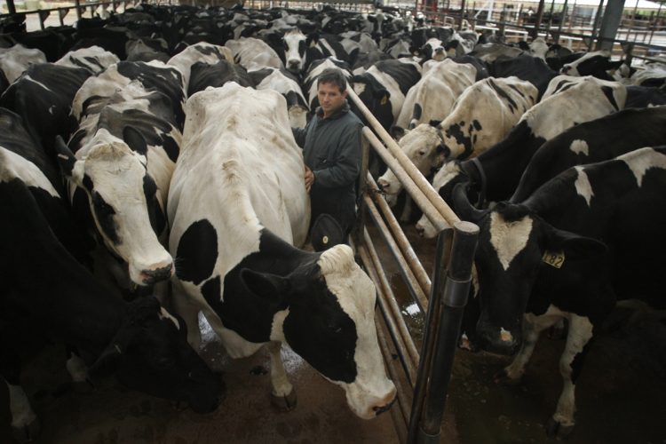 ホルモン剤を使って牛の“大量生産”が行われる、米サンフランシスコの肥育農場。（写真／AP/Aflo）