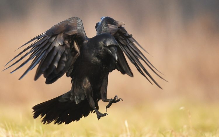 カラスは3本の鋭い爪を持つ（写真／PIXTA）