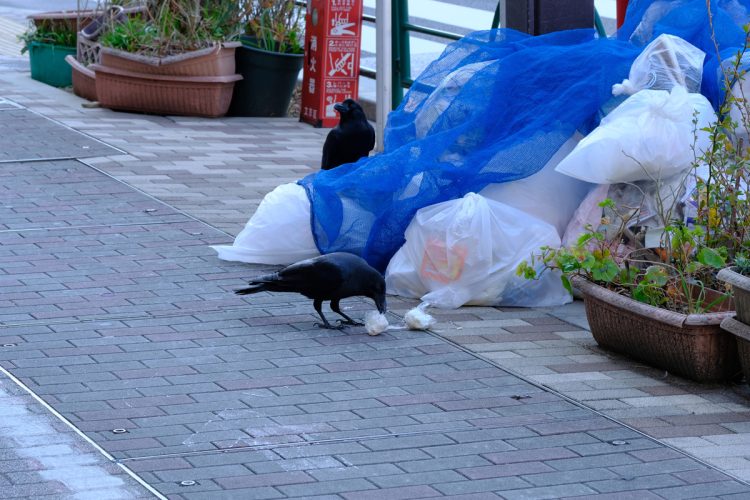 カラスよけのネットをかき分け、ゴミを漁るカラス。（写真／PIXTA）