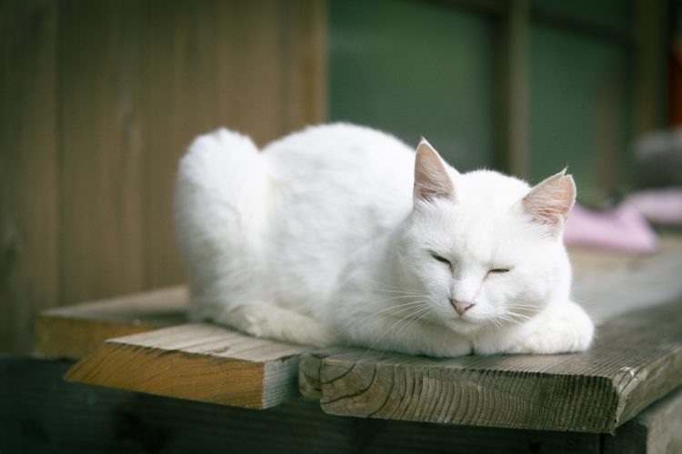 6匹の猫が敷地内で伸び伸びと暮らしている