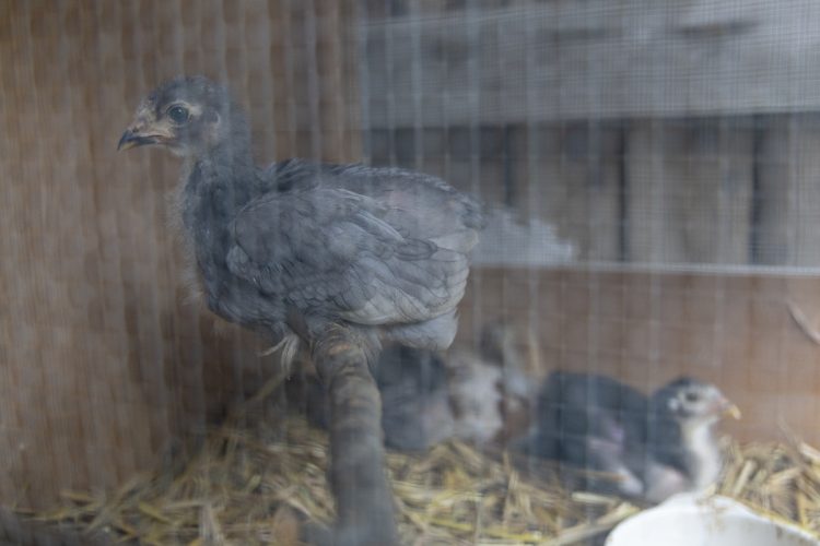 鶏や日本ミツバチも飼育している。