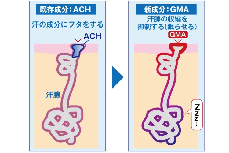 新成分GMAは汗腺の収縮を抑制する