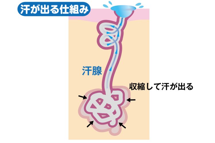 汗腺のコイルのようになっている部分が収縮運動をして、汗が表面に出てくるという