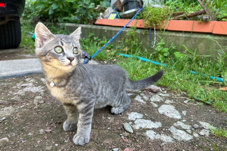 大黒座の看板猫のスク