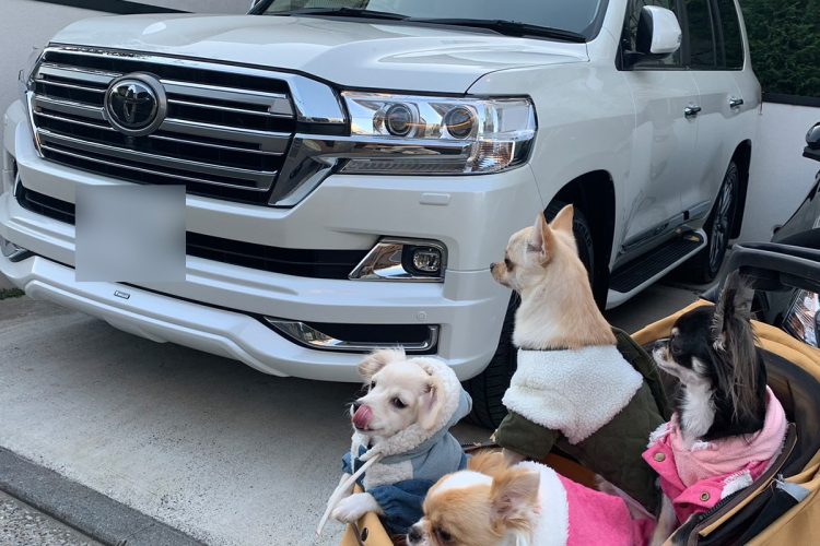 4匹の愛犬と生活を共にしていた