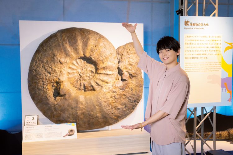 史上最大級のアンモナイト　徳島県立博物館蔵