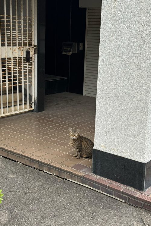 近寄ると「にゃ〜ん」と鳴き声をあげた。家主を待っているのだろうか