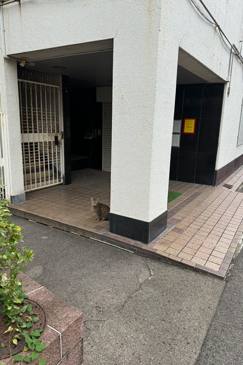 関連施設の1つには野良猫が住み着いていた