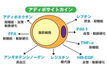 【肥満と生活習慣病の関係】内臓脂肪が蓄積するとさらに太るという悪循環　肥満による慢性炎症を防ぐには「腹七分目」を心がける【医師が解説】