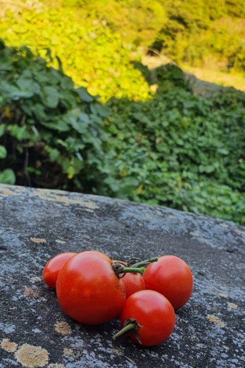 夏野菜を育てているという