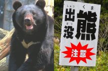 昨年12月23日、福島県喜多方市の山間部にある民家にクマが出現した（写真はイメージです）