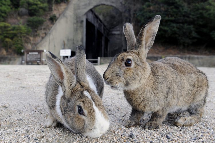 標的となった大久野島のウサギ（写真／共同通信社）