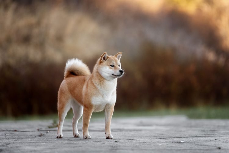 大事にしてもらえると思って柴犬を託したのに（写真提供／イメージマート）