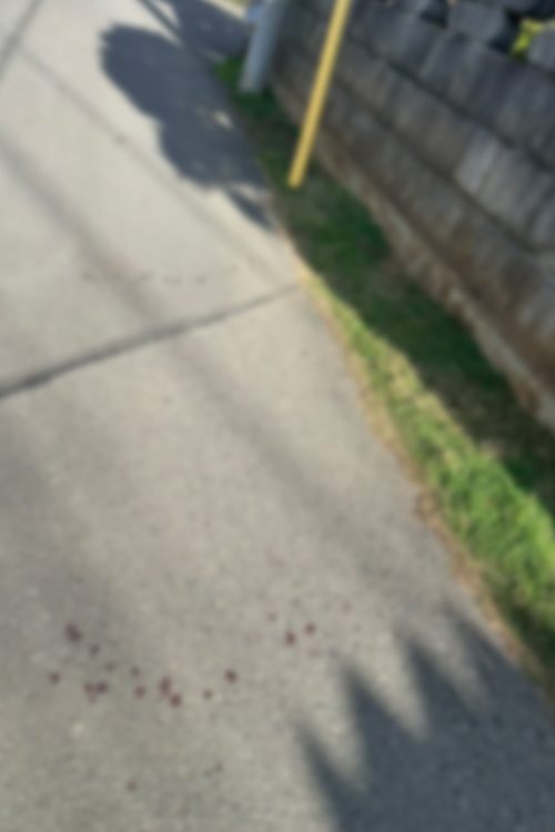 血の跡がそこらじゅうに広がっていた