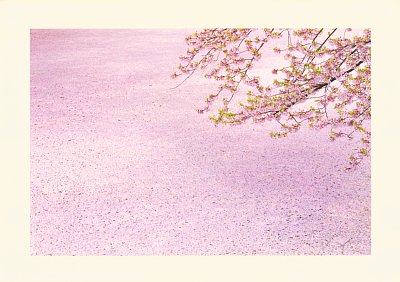 写真家 景山正夫氏が浮世絵の構図を参考に撮影した奇跡の桜 Newsポストセブン Part 3