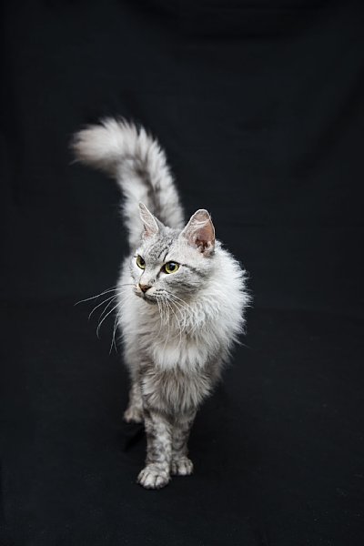 ふわふわモフモフ 世界一美しい猫 ラパーマ の魅力 Newsポストセブン Part 3
